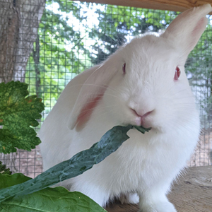 Chamomile the Rabbit