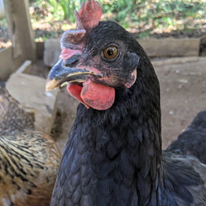 Wild Pines Sanctuary Residents ZINNIA