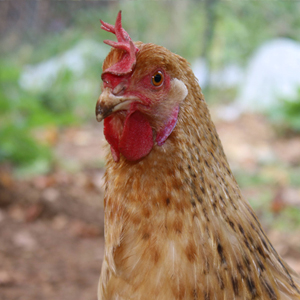 Wild Pines Sanctuary Residents GINGER