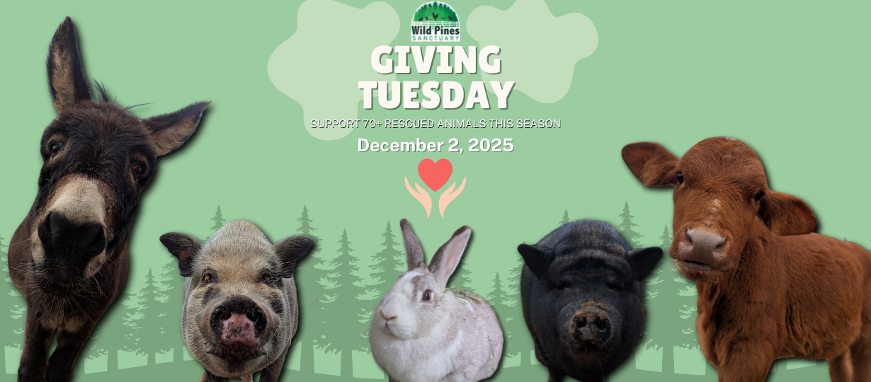 Giving%20tuesday%20flyer%20%28820%20x%20360%20px%29%20%281%29